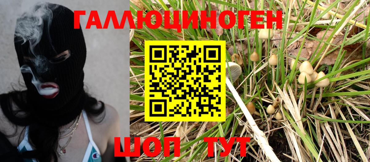 Северск  Галлюциногенные грибы Psilocybine cubensis  Вход с VPN  Псилоцибиновые грибы GOLDEN TEACHER 